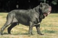 MASTINO NAPOLITANO